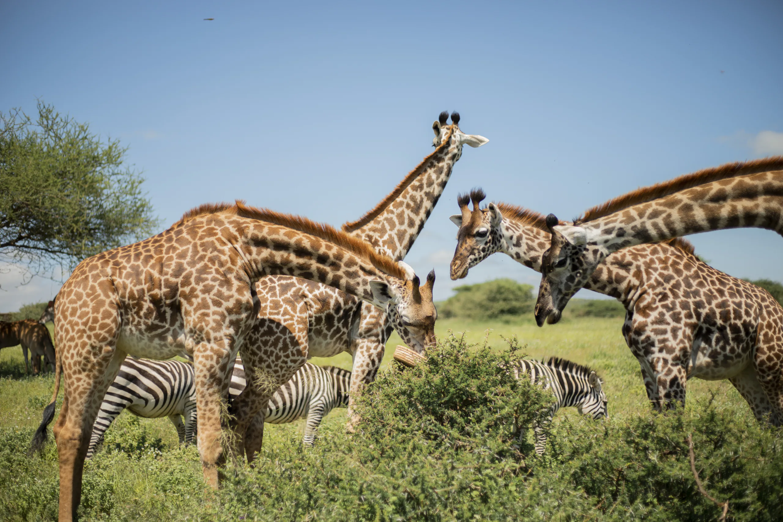 Tanzania luxury safari experience